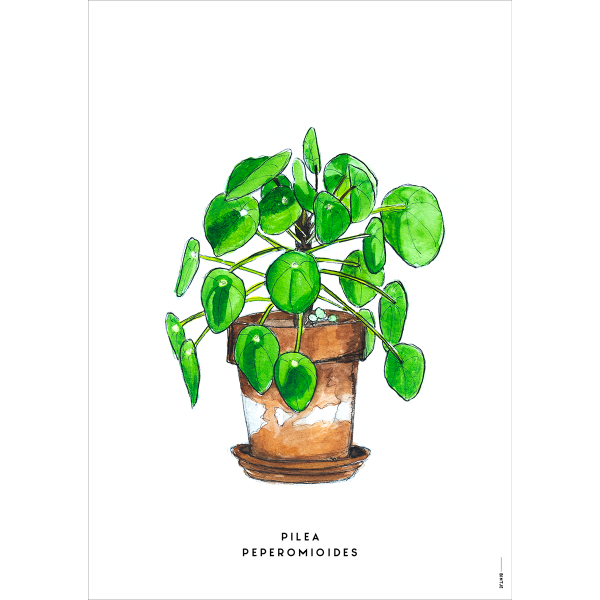 Poster Plant pannenkoek - 6 stuks Poster Plant pannenkoek - 6 stuks